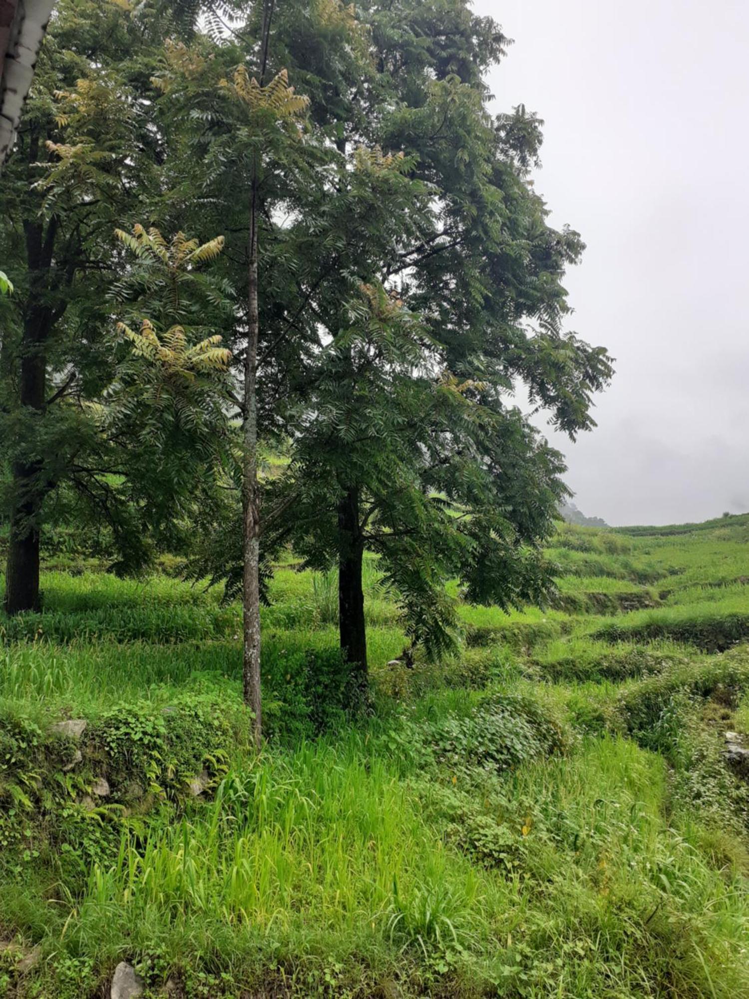 Lake Haven Resort, Sari, Chopta מראה חיצוני תמונה